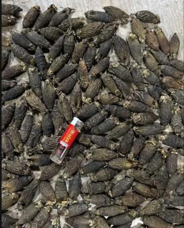 Địa chỉ bán sỉ hạt cau khô, vỏ cau khô